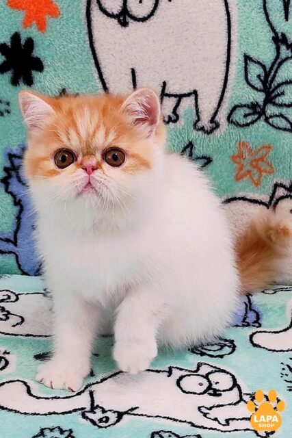 Cute Exotic Shorthair Kitten Bourbon — Your Future Favorite