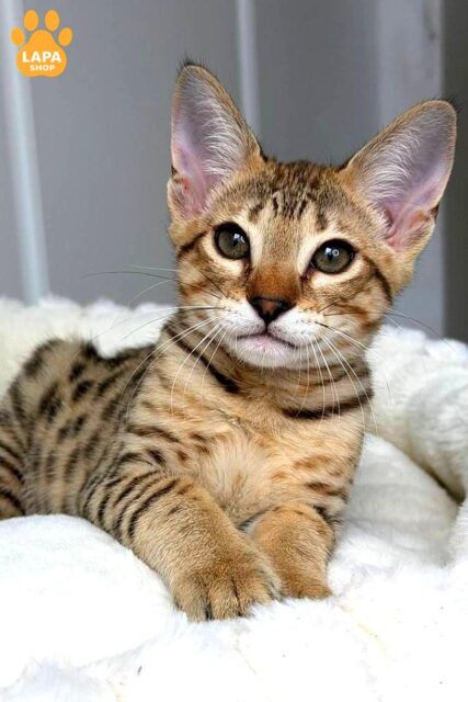 Elegant Savannah F6 Hugo – The Star of Your Home
