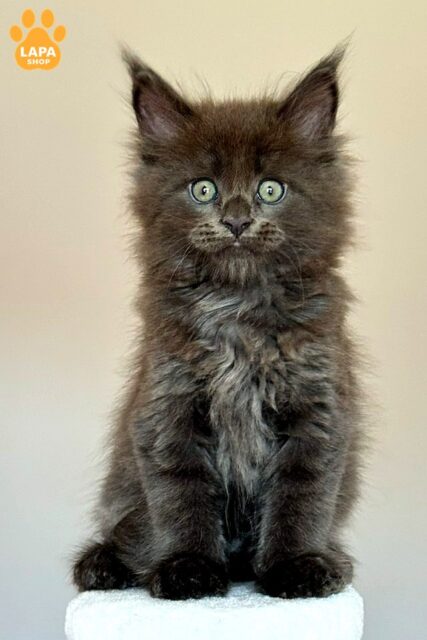 Ousei is a cCharming Maine Coon with a Luxurious Fluffy Coat