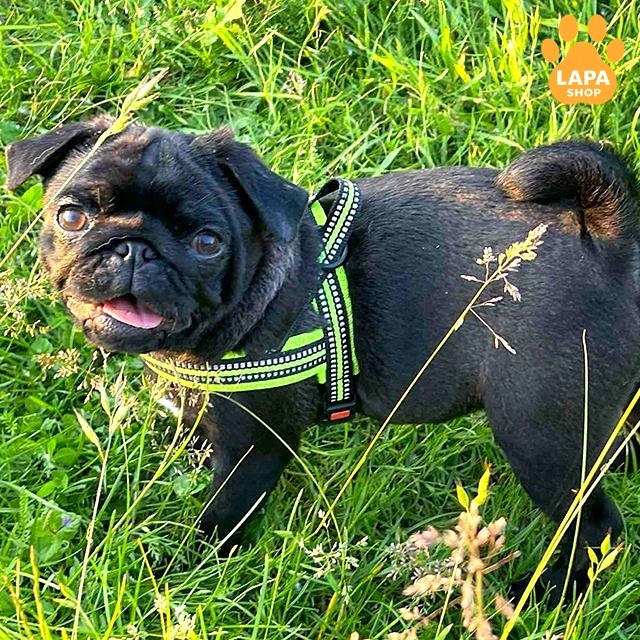 mops chornyy