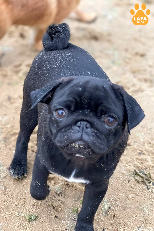 mops chornyy
