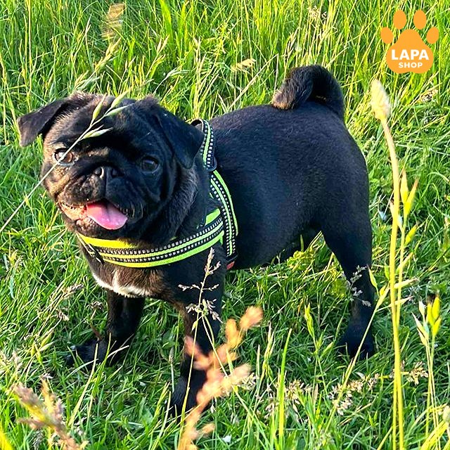 mops chornyy