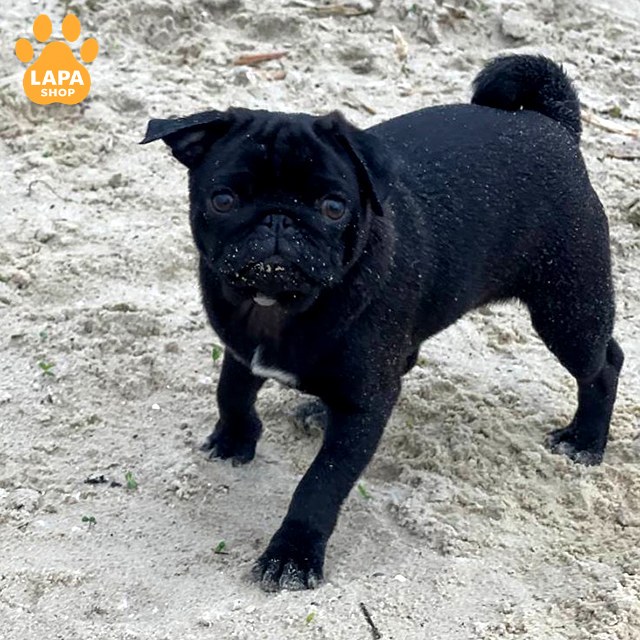 mops chornyy
