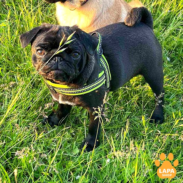 mops chornyy