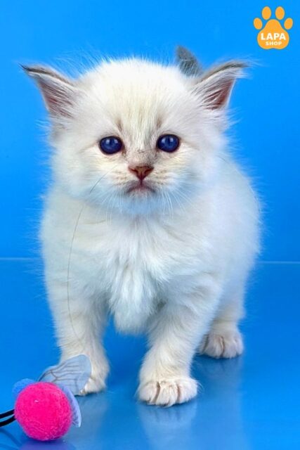 Fluffy Handsome Windsor — Siberian Cat with Delicate Color