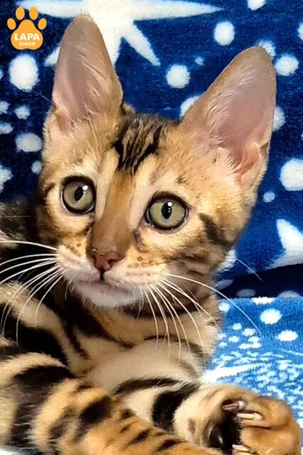 Buy a Snow Bengal Kitten (Seal Mink, Seal Lynx Point, Seal Sepia)