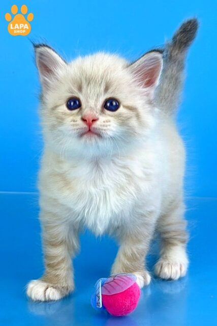 Cute Siberian Kitten in a Fluffy Fur Coat Winston