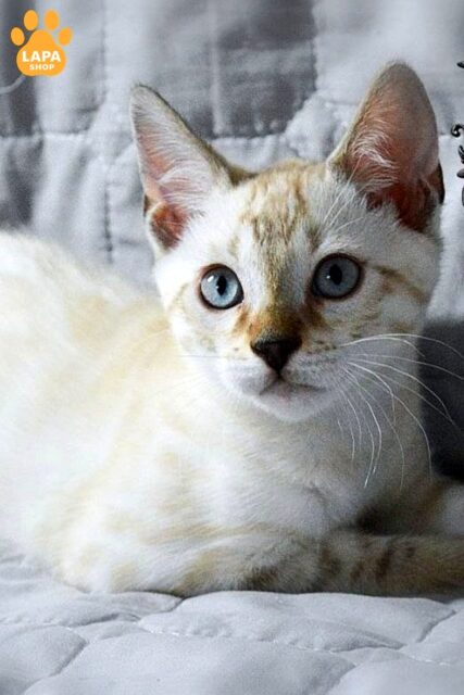 Spectacular Bengal Handsome Cat Seran, Who Will Become the Star of Your Home