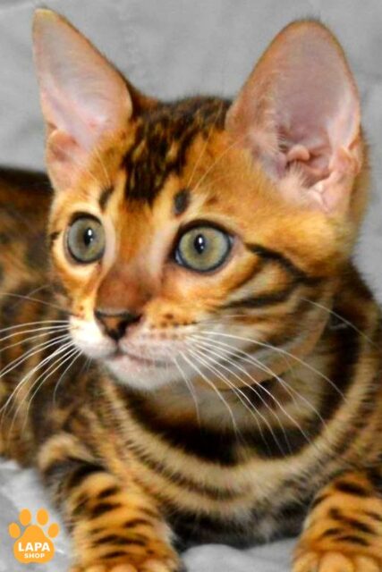 Charming Bengal Kitty with a Balanced Character Sita