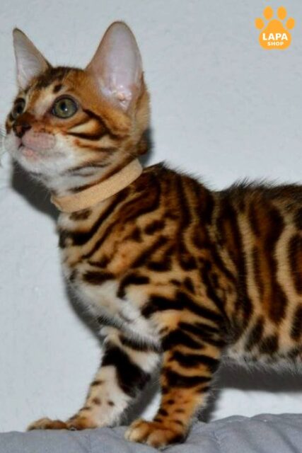 Sara is a Promising Representative of the Bengal Breed, Which Combines a Bright Breed Type and a Friendly Character