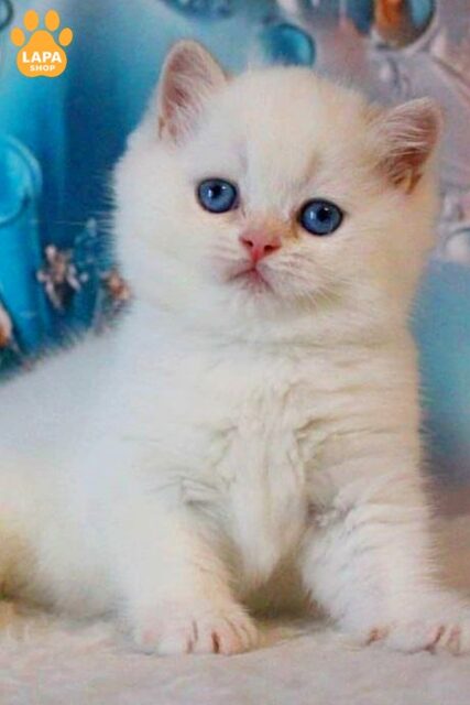 British Blue-eyed Handsome Kitten Grey, Who Captivates at First Sight 1781589902750 7upi brytanska korotkoshersta grey 01