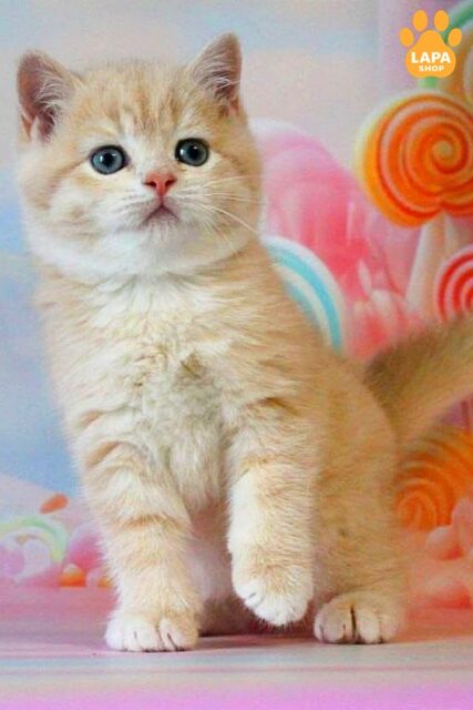 British kitten Gucci - is a Gentle Purring Kitten who Loves Hugs 1781591297190 a7eh brytanska korotkoshersta gucci 01
