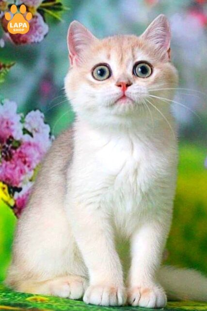 Very Cute and Delicate Green-Eyed British Beauty Fifa 1781592558792 atj8 brytanska korotkoshersta fifa 01