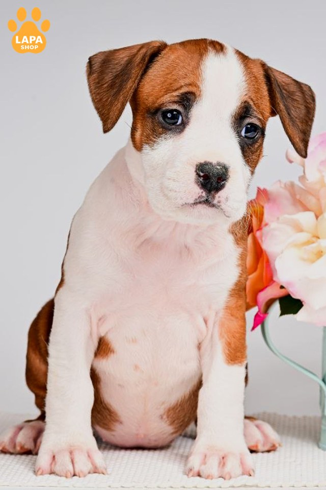 amerykanskyy-stafordshyrskyy-t rude-z-bilym