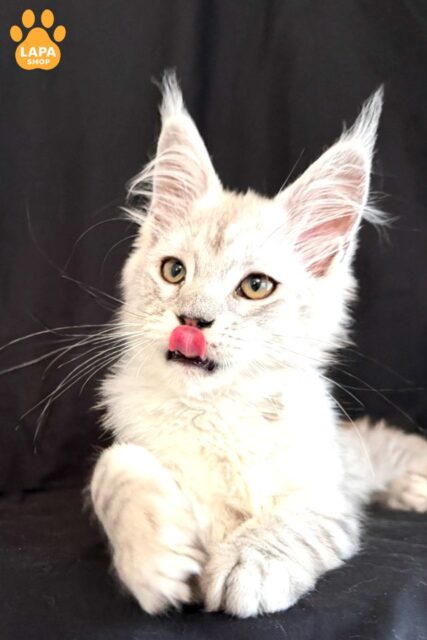 Charming Maine Coon Ximas in a Silver Fur Coat