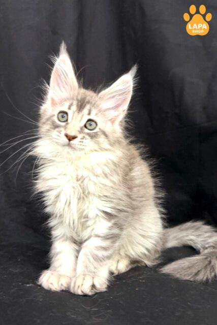 Maine Coon Zelda is a Charming Kitty Who Will Become a True Adornment of your Home