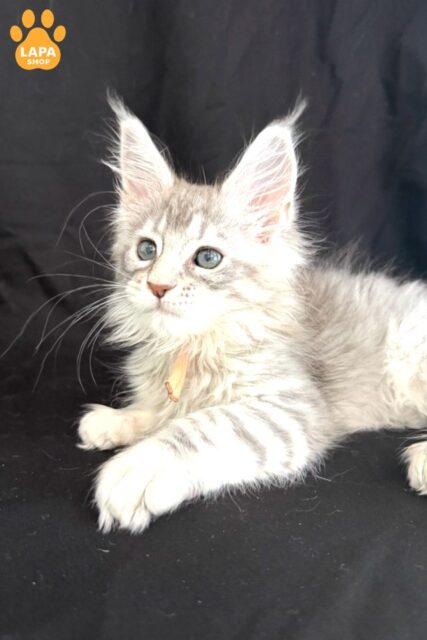 Zarqa is a Cute Maine Coon Kitty in a Delicate Color