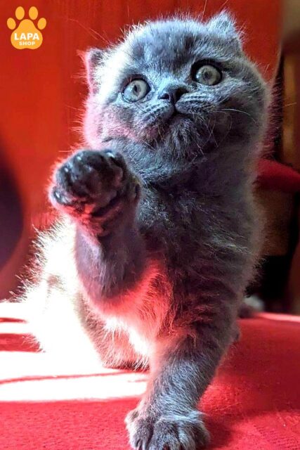 Scottish Straight Fenix ​​is ​​an Incredibly Cute and Tame Purring Kitten