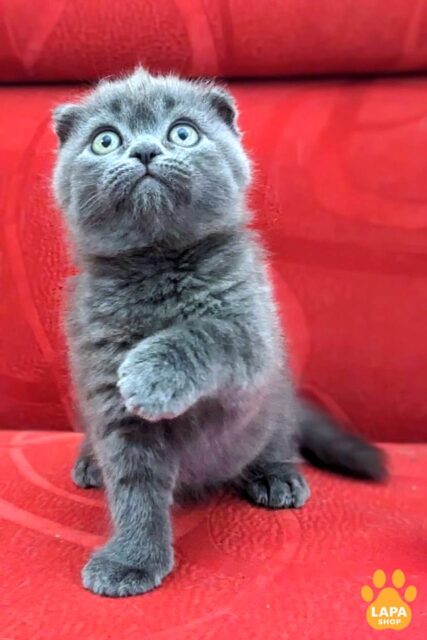 Gentle, Tame and Playful Scottish Fold Floyd in a Plush Blue Fur Coat
