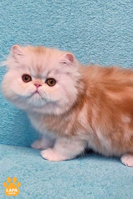 Handsome Cat Charles is a Charming Exotic Longhair Kitten that will Bring Joy and Comfort to Your Home