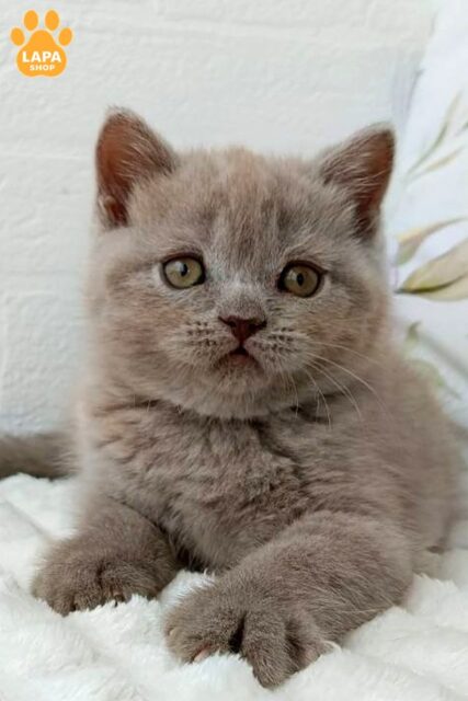 Cute Scottish Straight Kitten Vanessa in a Lilac Coat