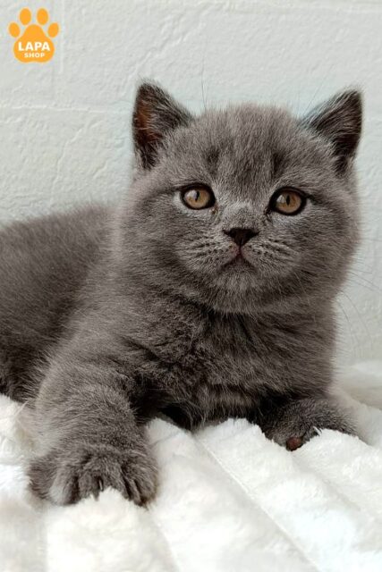 Handsome Scottish Straight Kitten Vincent with Elegant Blue Color