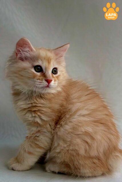 Kurilian Bobtail Spencer — is a Large and Tame Handsome Cat with a Gentle Character