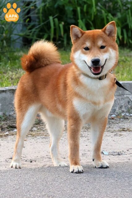 shyba-inu rude