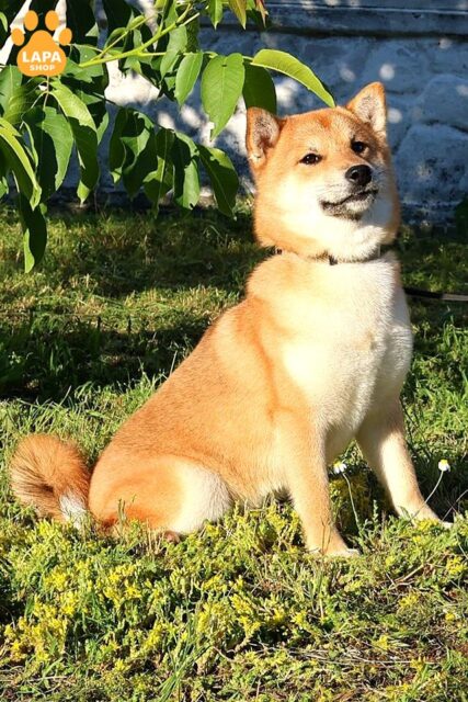 shyba-inu ruda