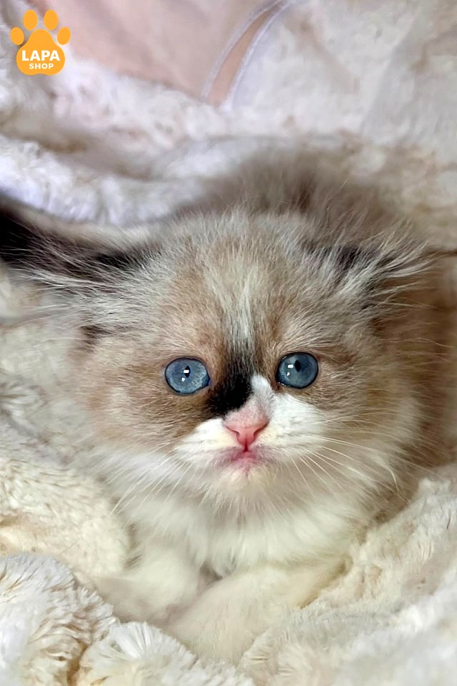 Buy Highland Fold kitten in Poltava — Athena