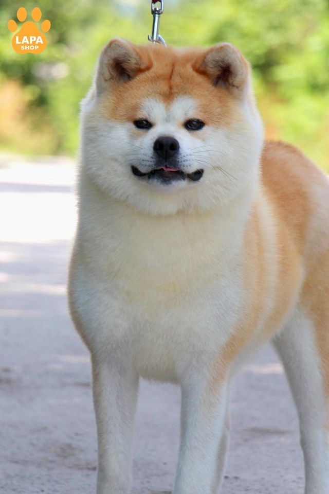 akita red