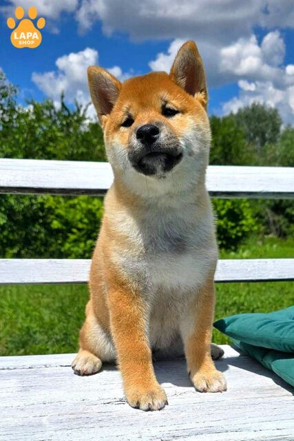shyba-inu rude