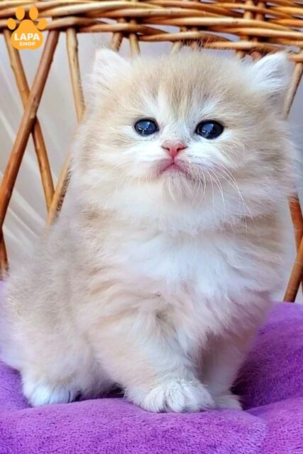 British Longhair Kitty Zara — Tenderness and Playfulness in Every Movement 1782210586409 v7jk brytanska dovhoshersta zara 01