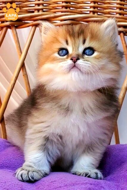 Gentle Fluffy Zephir — British Longhair Kitten 1782212421836 0ure brytanska dovhoshersta zephir 01