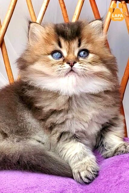 Zachar is a Large British Longhair Kitten who Loves to Play 1782214532934 jg9r brytanska dovhoshersta zachar 01