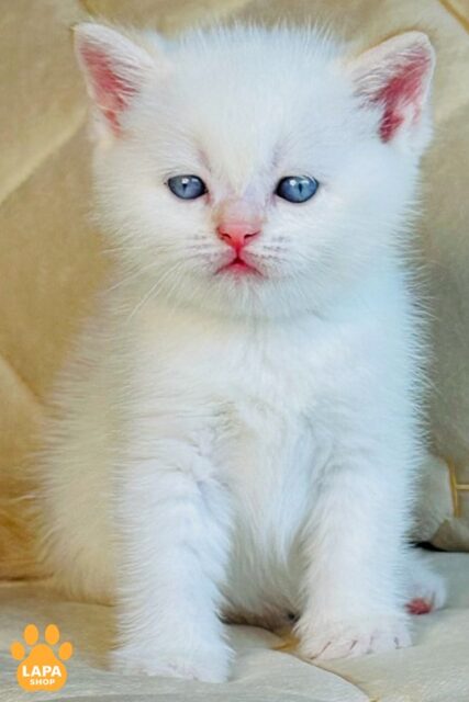 Elio is a Sweet British Gentleman in a Delicate Color 1782221640960 sjzg brytanska korotkoshersta elio 01