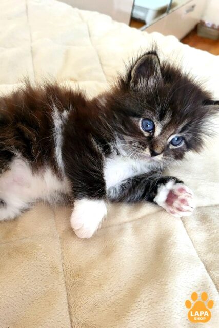 Jasper is a Lively and Playful Siberian Kitten who Loves to Explore New Things