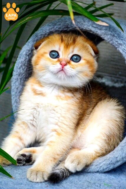 Charming Scottish Fold Beauty Dayana in a Golden Coat