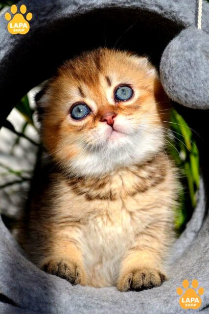 Cute Scottish Fold Kitten Dandy with a Charming Look