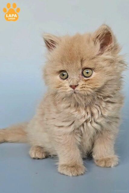 British Longhair Cat Atlas — Very Gentle and Affectionate Purring Kitten