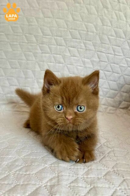 Bazzit is a Calm, Plush British Handsome Cat with a Luxurious Look