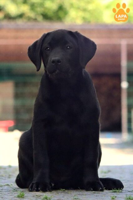 labrador-retryver chorne
