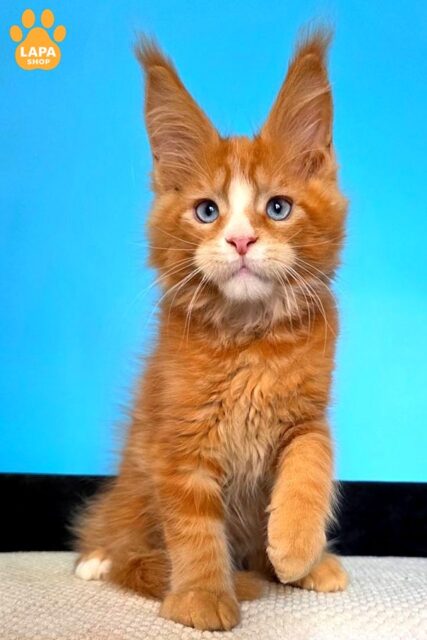 Mark is a Charming Maine Coon with Spectacular Blue Ryes 1782736537689 fmsk meyn kun mark 01