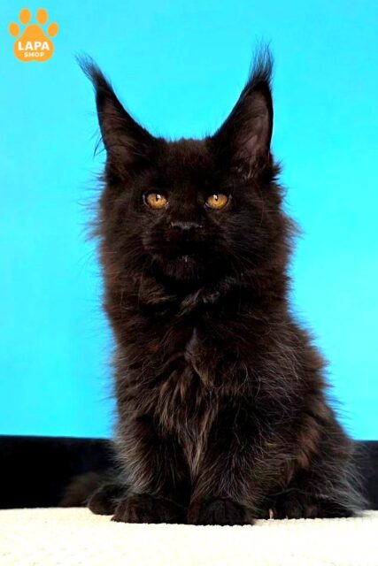 Maine Coon Margarita is a Luxurious Kitty with an Incredibly Beautiful Black Coat 1782739494678 fsul meyn kun margarita 01