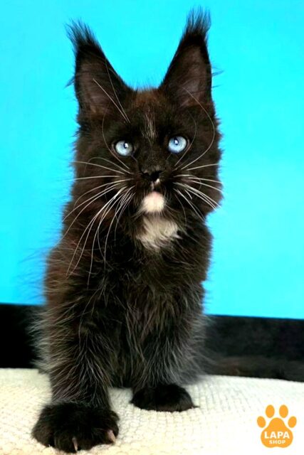Luxurious Maine Coon Kitty Martina With Blue Eyes 1782740240586 da5o meyn kun martina 01