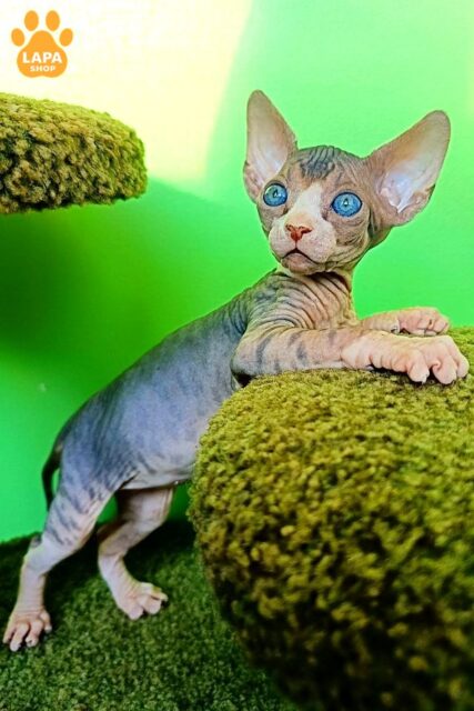 Purring Canadian Sphynx is a Real Treasure that will Bring Love and Affection to your Home