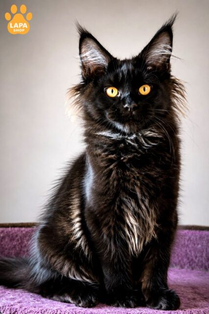 Maine Coon Raven – Your Black Diamond with Excellent Pedigree Data 1782807831003 z292 meyn kun raven 01