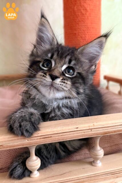 Maine Coon Beauty Maisie is an Incredible Kitty from a Champion Dad 1782828675704 j2t6 meyn kun maisie 01