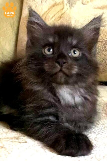 Handsome Maine Coon in a Fluffy Smoke Fur Coat is Waiting for his Family