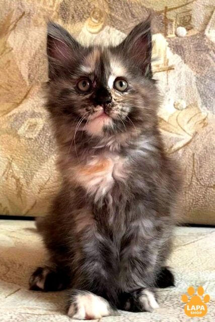 Cute Maine Coon Kitty in a Striking Tortoiseshell Coat